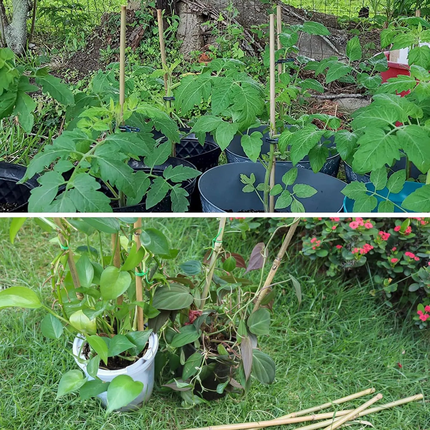 50‑Pack 18" Bamboo Plant Stakes – Indoor/Outdoor Garden Support Sticks