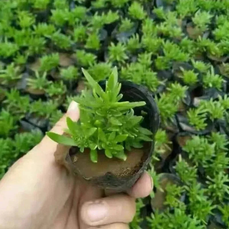 S/M/L/XL Black Seedling Nursery Pots Seed Starting Grow Bag Flower Plant Breathable Container Garden Vegetable Box Cuttings Tool