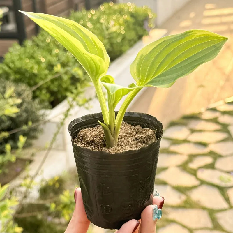 Thickened Seedling Nursery Pots Reusable Plant Starter Cups for Household Garden Vegetable Flower Herb Planting Cultivation Bags